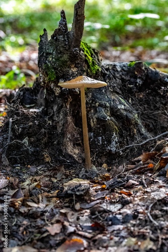 Vertical closeup of a small brown mushroom. Conocybe siliginea.