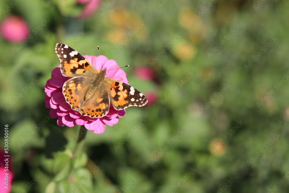 Obraz premium butterfly on flower