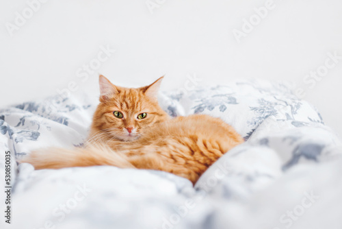 Sleepy ginger cat is lying in bed. Fluffy pet on linen in bedroom lit with sunlight. Cozy home background. © Konstantin Aksenov