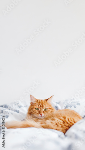 Sleepy ginger cat is lying in bed. Fluffy pet on linen in bedroom lit with sunlight. Cozy home background. Vertical banner with copy space.