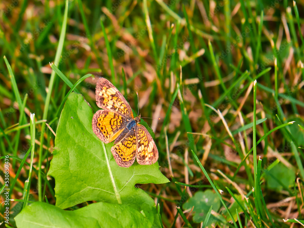 Pearl crescent butterfly perched on a leaf Pearl crescent butterfly perched on a leaf