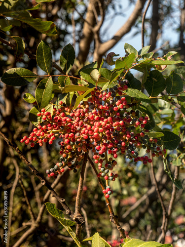 red berries on a tree