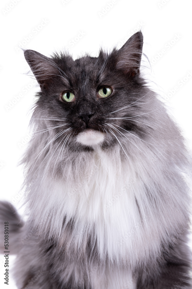bust of a Maine Coon cat who looks in front of him, he is photographed on a white background