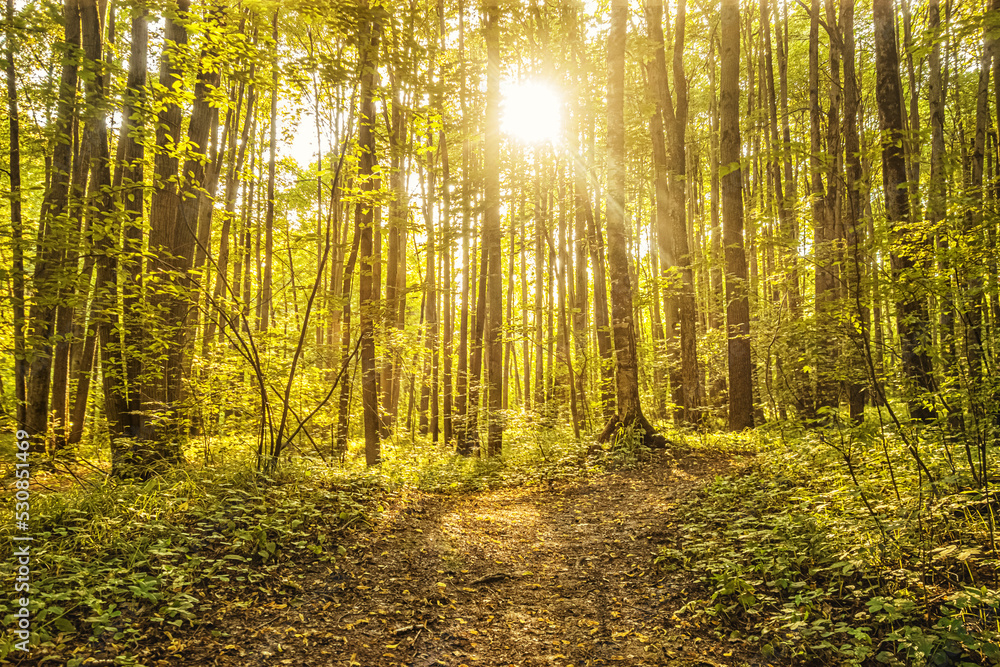 Obraz premium path in the forest in rays of rising sun