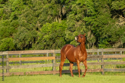 a senior horse raising his muzzle to smell the air