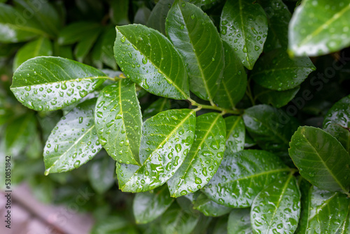 Foto Natural green leafy background