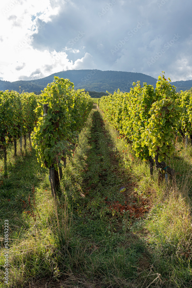 Fototapeta premium Goxwiller, France - 09 03 2022: Panoramic view of vine fields along the wine route at sunset