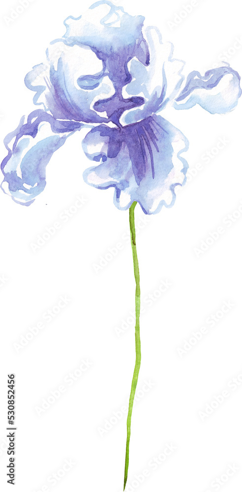 Watercolor iris flower. Hand-painted illustration Watercolor iris flower. Hand-painted illustration