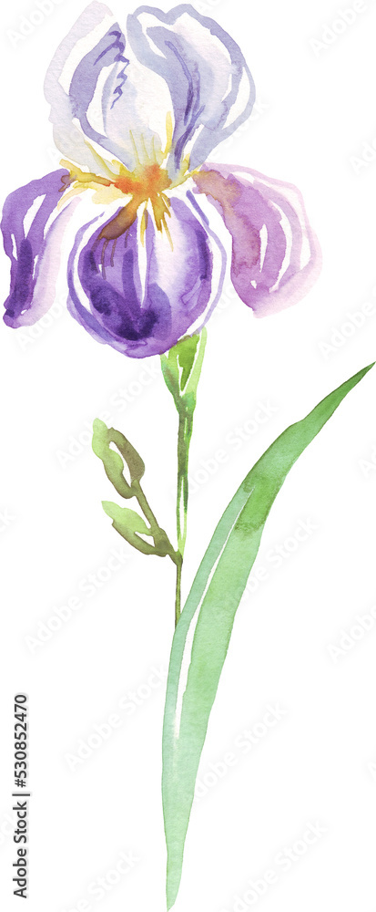 Naklejka premium Watercolor iris flower. Hand-painted illustration