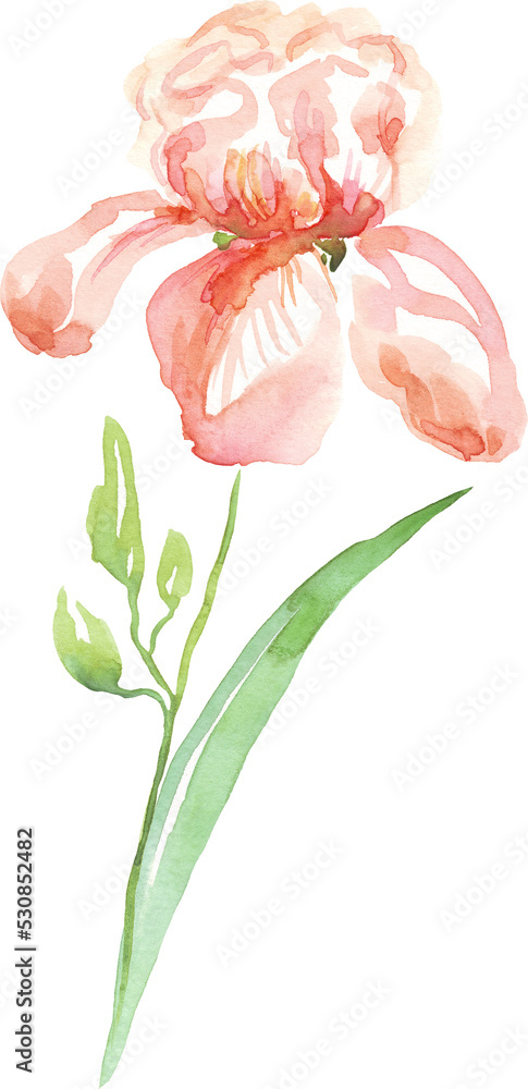 Watercolor iris flower. Hand-painted illustration Watercolor iris flower. Hand-painted illustration