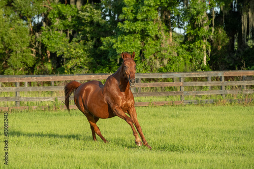 senior horse galloping around pasture