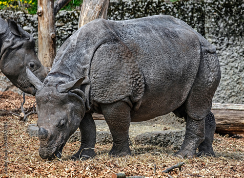 Young great indian rhinoceros eatis straw. Latin name - Rhinoceros unicornis