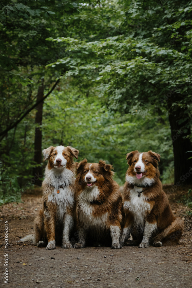 Mom dog and grown up puppies. Three Australian Shepherds sit side by side on forest road in summer and smile. Happy best friends aussie red tricolor and red merle together in park.