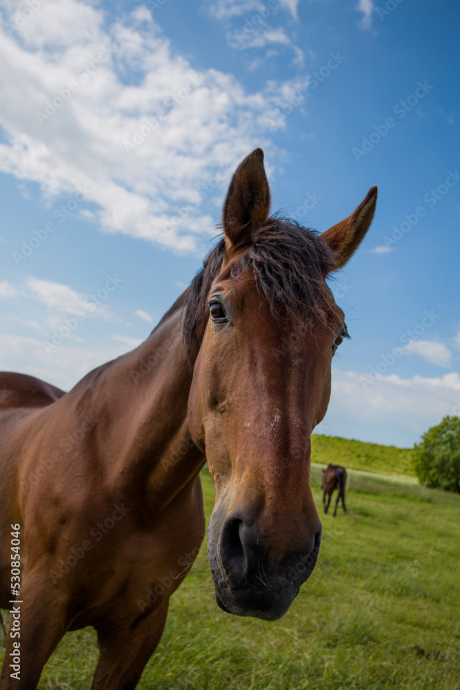 Naklejka premium bay horse in the pasture