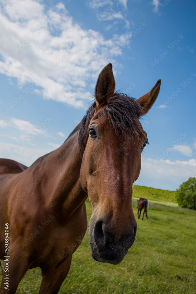 bay horse in the pasture