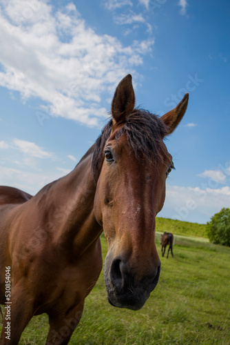 bay horse in the pasture