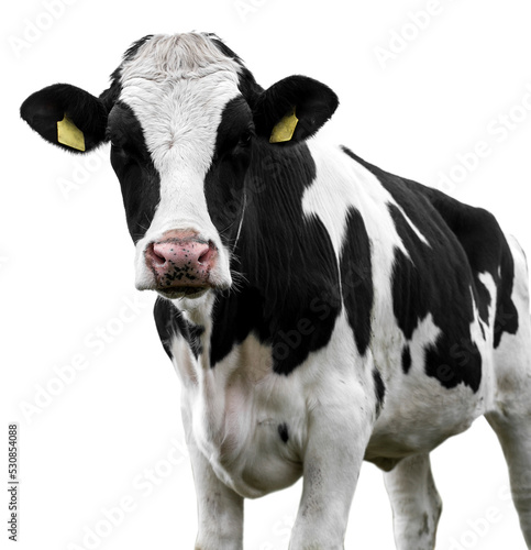 Cow on a white background!