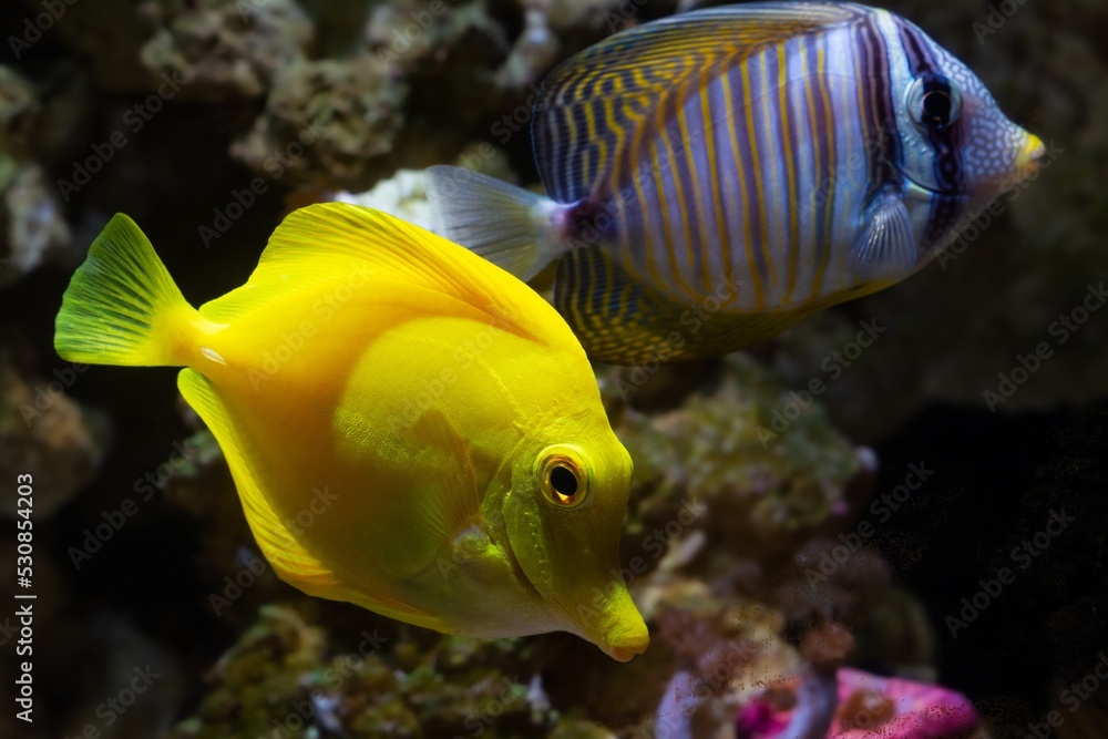 yellow tang Red Sea and sailfin tang coexist in rock reef marine