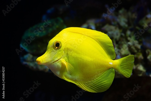 yellow tang with white barb in rock reef marine aquarium, rare demanding species for experienced aquarist require care, popular pet in LED actinic blue low light, coral frag in blurred background