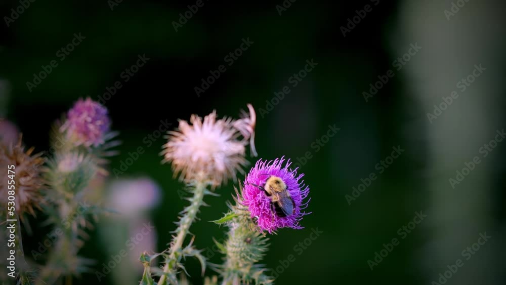 Bumblebee gathers pollen from the purple flower blossom of a Broad Winged Thistle, Carduus acanthoides. 2 handheld clips. Bumblebee gathers pollen from the purple flower blossom of a Broad Winged Thistle, Carduus acanthoides. 2 handheld clips.