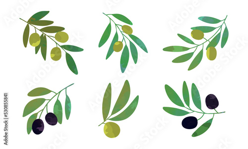 Olive Branch with Hanging Black and Green Fruit as Ripe Mediterranean Food Vector Set