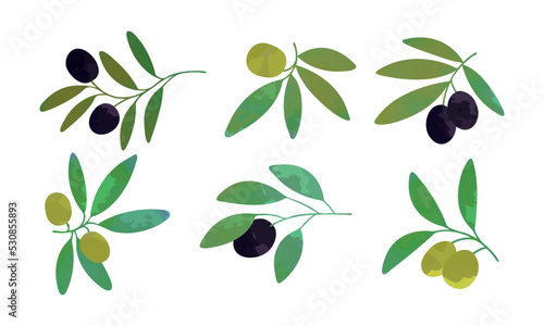 Olive Branch with Hanging Black and Green Fruit as Ripe Mediterranean Food Vector Set