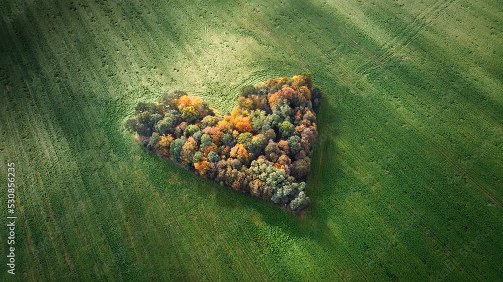 Aerial drone photography of naturally heart-shaped patch of trees located among green fields near Wrocław, Poland - place called "Grove of Love" (Zagajnik Miłości) - obrazy, fototapety, plakaty 