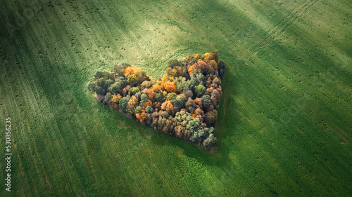 Aerial drone photography of naturally heart-shaped patch of trees located among green fields near Wrocław, Poland - place called "Grove of Love" (Zagajnik Miłości)