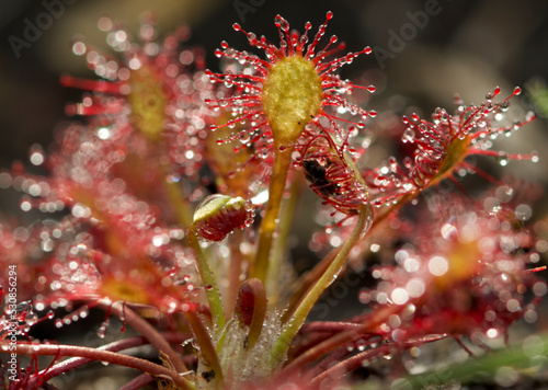 Oblong leaved sunder carniverous plant photo