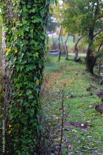 Fototapeta Naklejka Na Ścianę i Meble -  Ivy growing on the tree, colorful autumn leave sin the background. Autumn in the forest. Selective focus.
