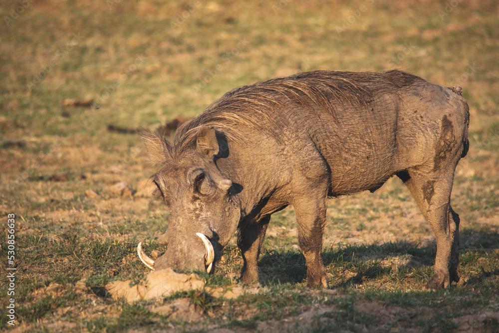 Close-up of a huge warthog eating in the savanna Close-up of a huge warthog eating in the savanna