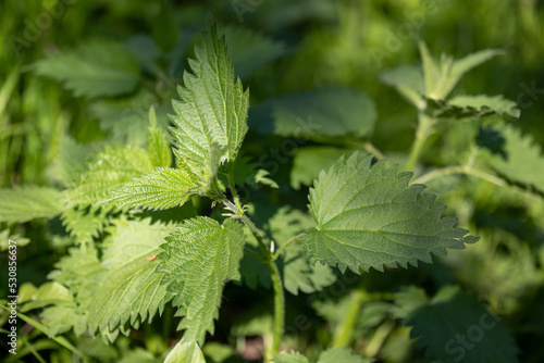 Nettles (Urtica kioviensis) in the sunlight. A small young plant in spring.