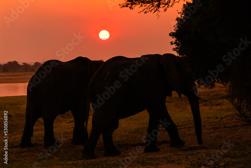 Amazing close up of huge elephants moving on the sandy banks of an African river at the sunset