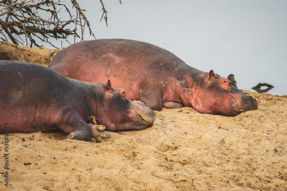 Amazing view of a group of hippos resting on the sandy banks of an African river Amazing view of a group of hippos resting on the sandy banks of an African river