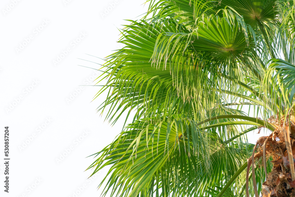 fresh green palm leaves with white copy space background.concept for summertime,tropical rainforest plant. fresh green palm leaves with white copy space background.concept for summertime,tropical rainforest plant.