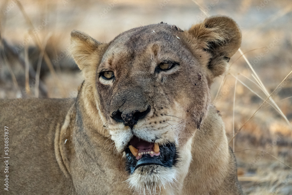 Obraz premium Close-up of a beautiful lioness resting after hunting