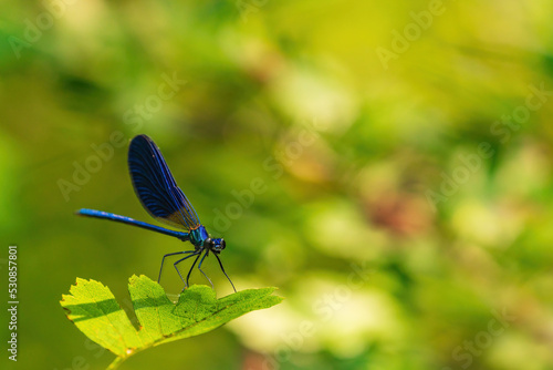 Dragonfly sits on a leaf