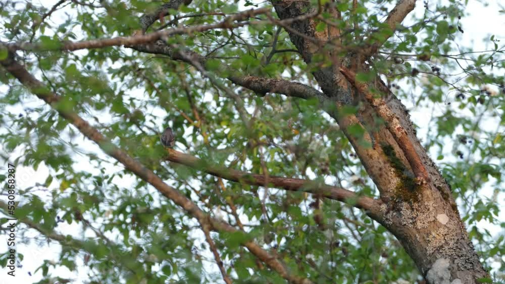 Spotted flycatcher perched on a late spring evening in Estonia, Northern Europe Spotted flycatcher perched on a late spring evening in Estonia, Northern Europe
