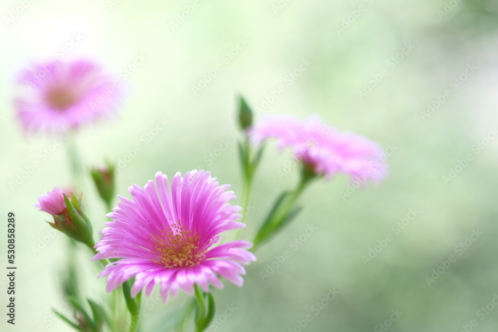 Obraz premium Pale purple daisies in a summer garden.