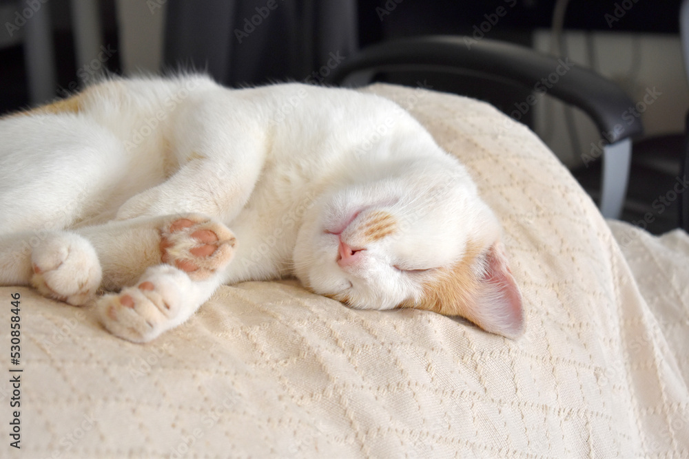 Ginger and white cat sleeping on a sofa at home. Happy tabby cat relaxing in a house.	
