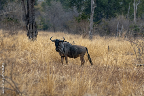 Amazing close up of a isolated wildebeest moving in the bush © silentstock639