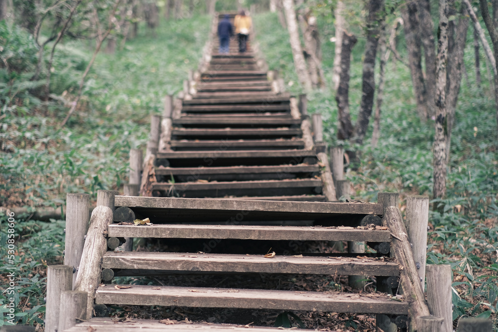 森の中の木の階段（釧路湿原展望台散策路）