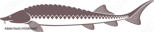 Sturgeon logo. Isolated sturgeon on white background