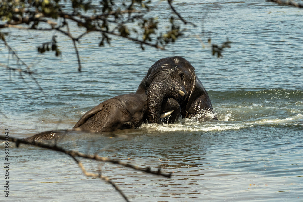 Fototapeta premium Amazing close up of two huge elephants fighting in the waters of an African river