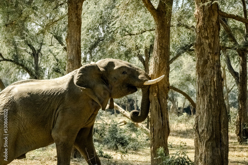 Amazing close up of a huge elephant shaking a tree in the bush