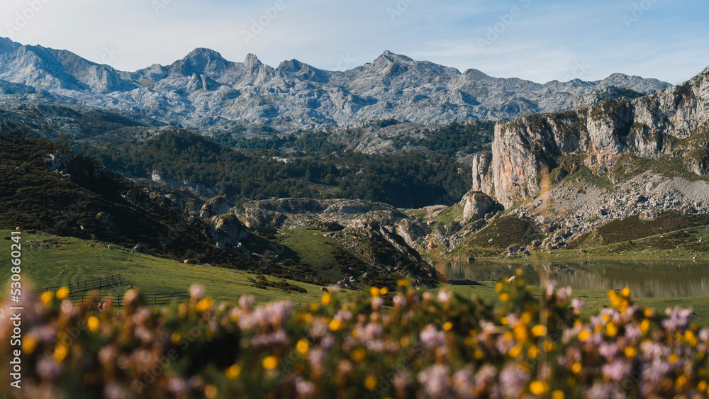 Fototapeta premium landscape with flowers
