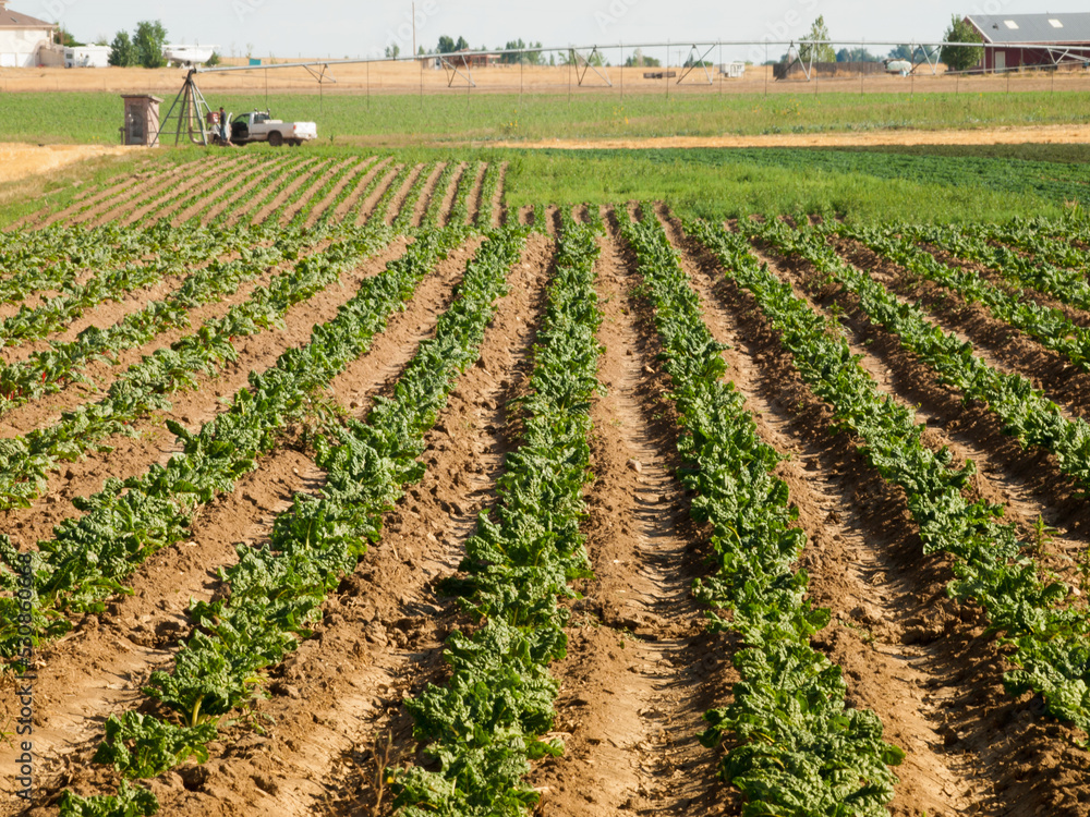 Field of beets Field of beets