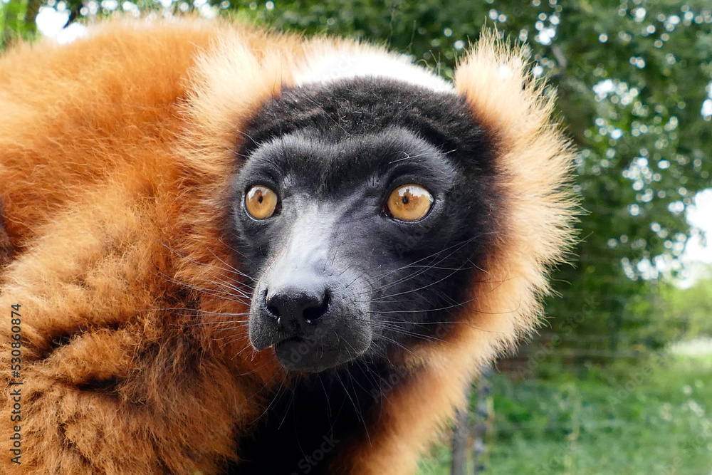 Fototapeta premium Red lemur portrait with red eyes