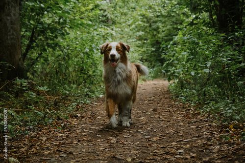 Aussie red merle in green summer forest runs with tongue hanging out. A thoroughbred dog. Beautiful young happy Australian Shepherd with fluffy tail runs along forest trail. Full length portrait.