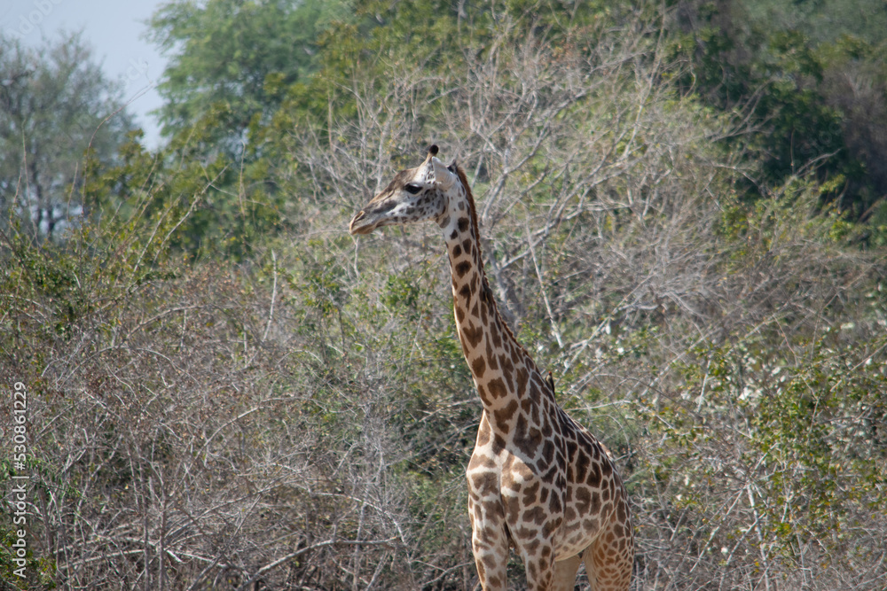 Fototapeta premium Close-up of a huge giraffe eating in the bush